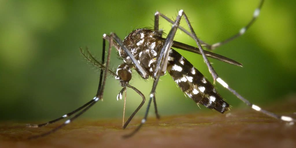 City of Bern: The tiger mosquito population is being examined