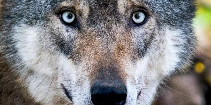Im Kanton Nidwalden will man prophylaktisch gegen den Wolf vorgehen. (Symbolbild). Wolf Schusswunde
