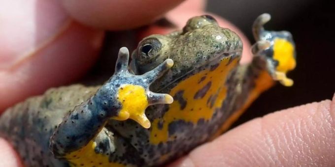 Eine Gelbbauchunke vor ihrem Aussetzen in einem Steinbruch. Foto: Peter Steffen Gelbbauchunke