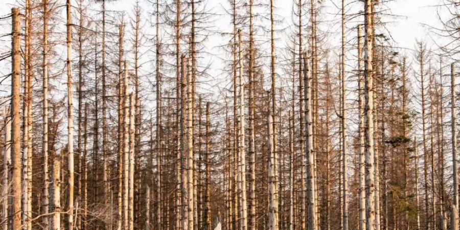 Abgestorbene Fichten im Harz. Foto: Swen Pförtner/dpa