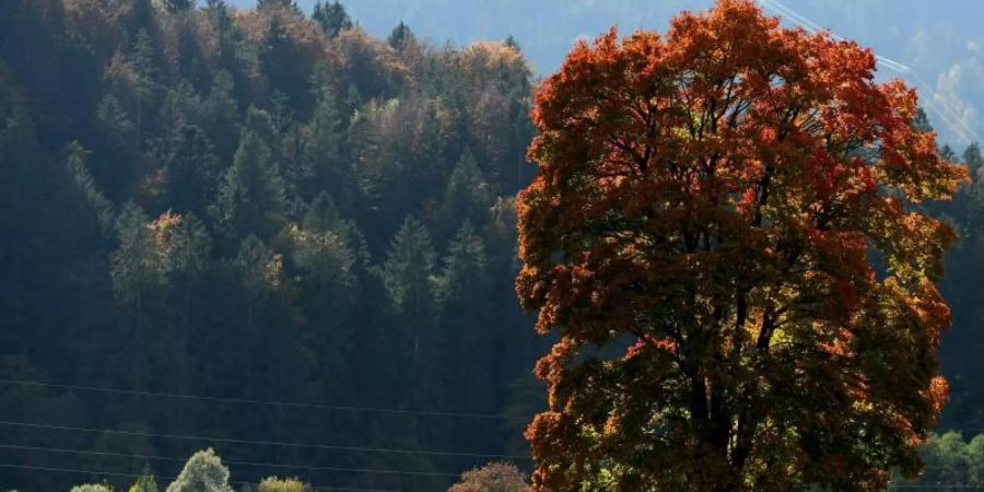 Herbstliche Farben nahe Garmisch-Partenkirchen. Foto: Angelika Warmuth/dpa