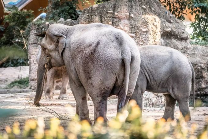 Die Elefantenkuh und Mutter des verstorbenen Kalbs (links) im Zoo Zürich. zoo zürich