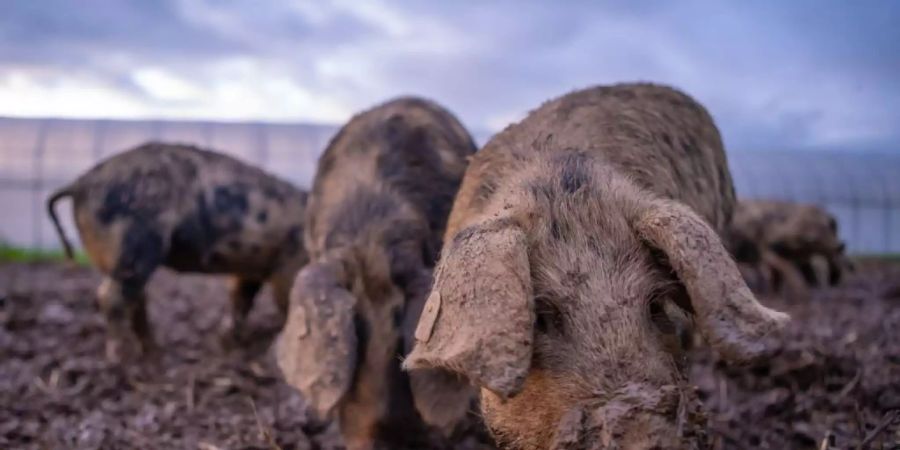 Erster Praxisversuch im Kanton Zug: Woll- und Turopolje-Schweine dezimieren auf natürliche Art den Erdmandelgrasbestand auf einem befallenen Feld im Gebiet Bibersee.