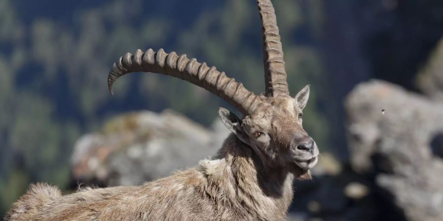 Ab dem kommenden Jahr dürfen Steinböcke im Wallis nur noch von einheimischen Jägern erlegt werden. TV-Bilder von reichen Ausländern auf Trophäenjagd hatten vergangenen Herbst eine Polemik ausgelöst. (Archivbild)