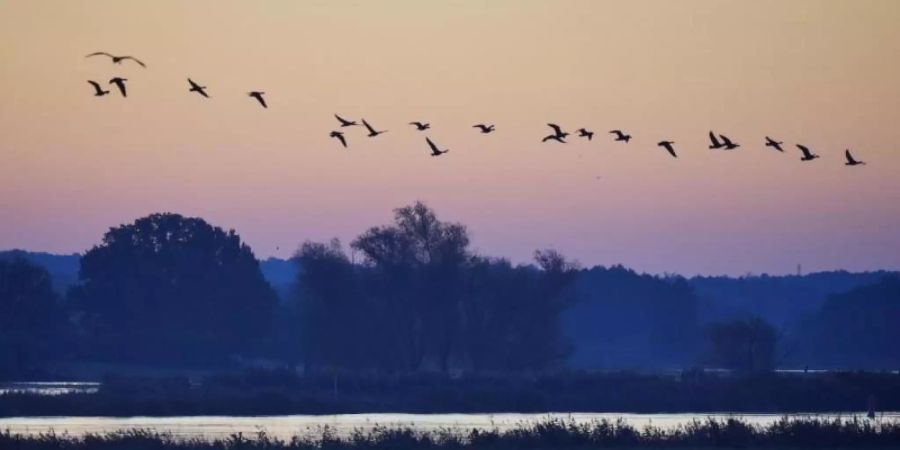 Zugvögel fliegen über den Oberbruch bei Letschin. Es wird kühler und feuchter. Foto: Kay Nietfeld/dpa