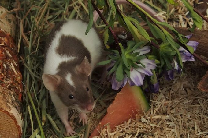 Eine Maus frisst Wassermelone Eine Maus