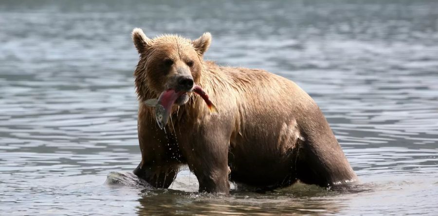 Braunbär WWF Spenden Streaming