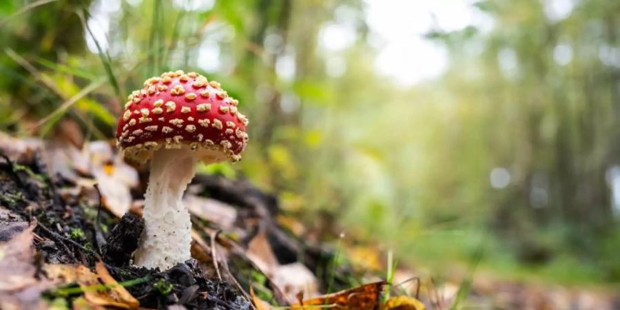 Bie Herdecke in Nordrhein-Westfalen wächst ein Fliegenpilz zwischen feuchtem Herbstlaub. Foto: Bernd Thissen/dpa