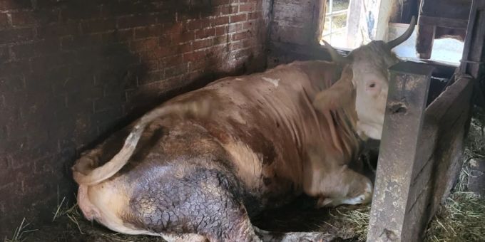 Kanton - Aargauer Veterinärdienst beschlagnahmt Rinder eines Landwirts