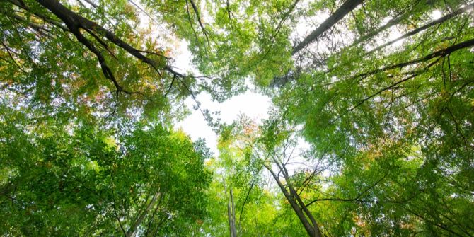 wald von unten