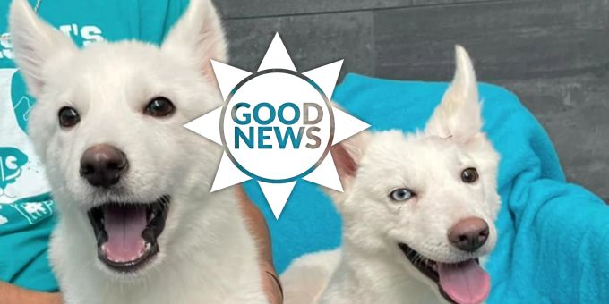 Happy End - Neues Zuhause für misshandelte Husky-Welpen