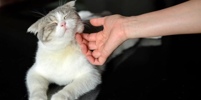 Katzenhalter sollten die körperlichen Grenzen Ihrer Stubentiger kennen. Katze wird gekrault
