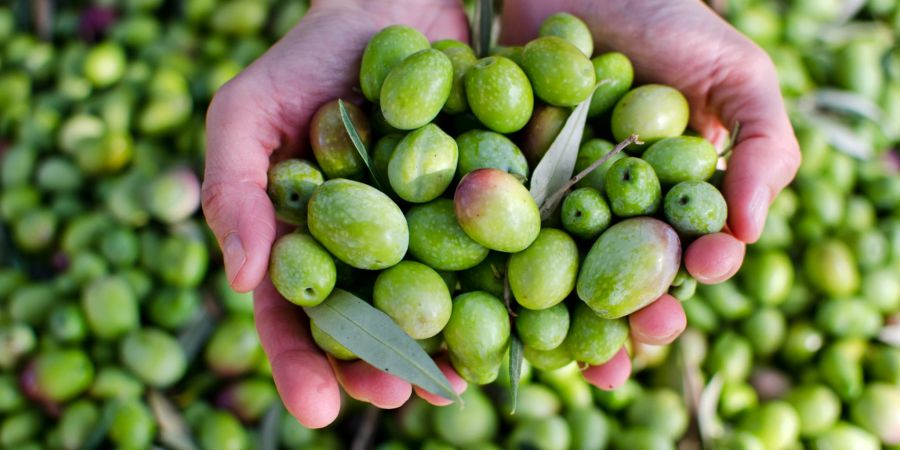 Frische Oliven nach der Ernte.