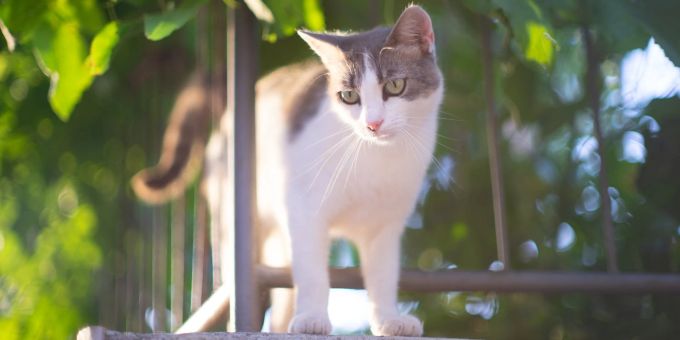 Katzen bewegen sich mitunter auch gerne auf Balkonen - die sollten entsprechend sicher gestaltet sein. katzensicher, Katze, Balkon