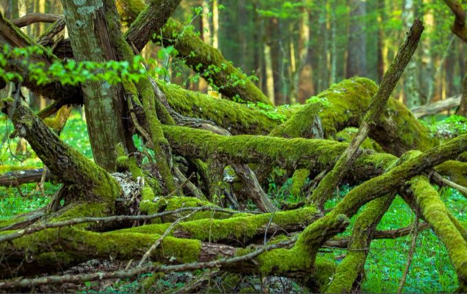 Auch in Europa ist der Bruno Manser Fonds aktiv: Die Organisation hat sich unter anderem aktiv gegen die illegale Abholzung im Białowieża-Urwald in Polen eingesetzt. Wald Bruno Manser Fonds