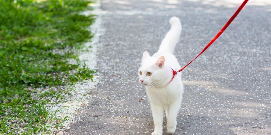 Mit einer Leine können Sie gemeinsam mit Ihrer Katze spazieren gehen.