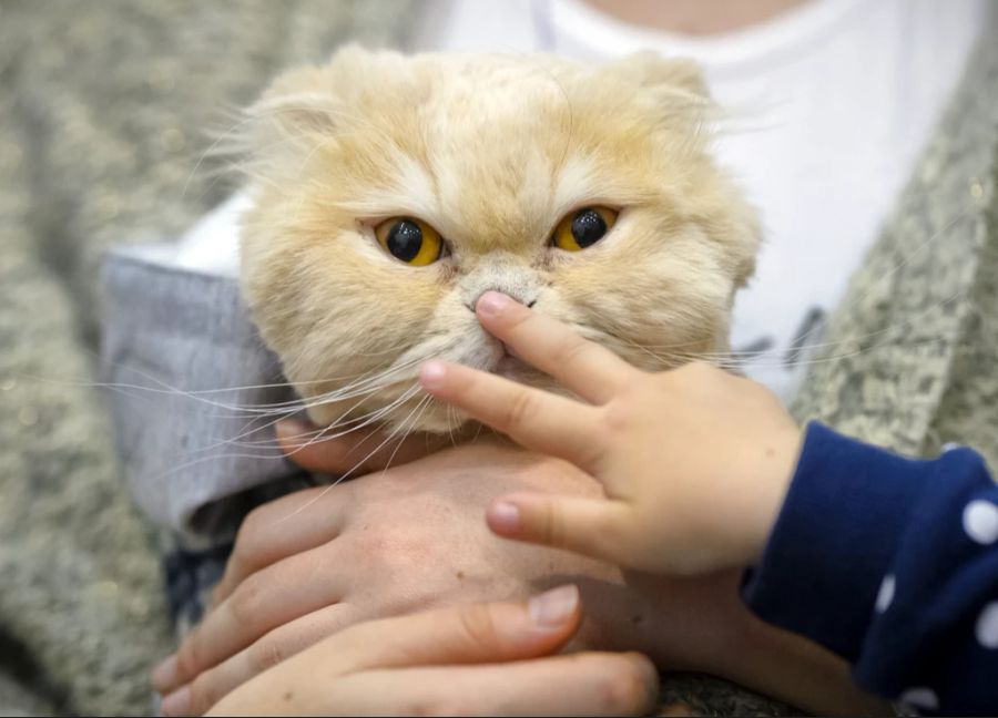 Dass Katzen entführt werden, kommt selten vor – dem Tierschutz sind keine ähnlichen Fälle bekannt. (Symbolbild)