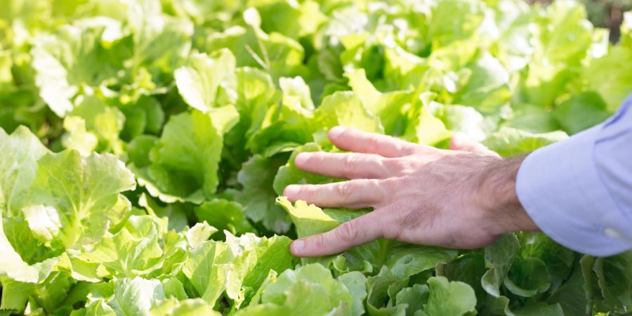 Sie können Pflanzen (wie beispielsweise Salat) auf verschiedene Arten pflanzen – es kommt darauf an, wie gross Sie Ihren Salat wollen.