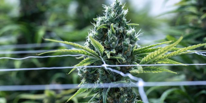 Grosser Cannabis-Fund in einem deutschen Lastzug. (Symbolbild) Cannabis