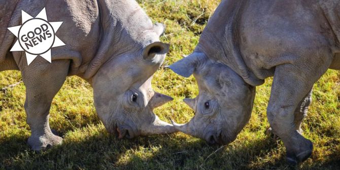 Nashorn GN