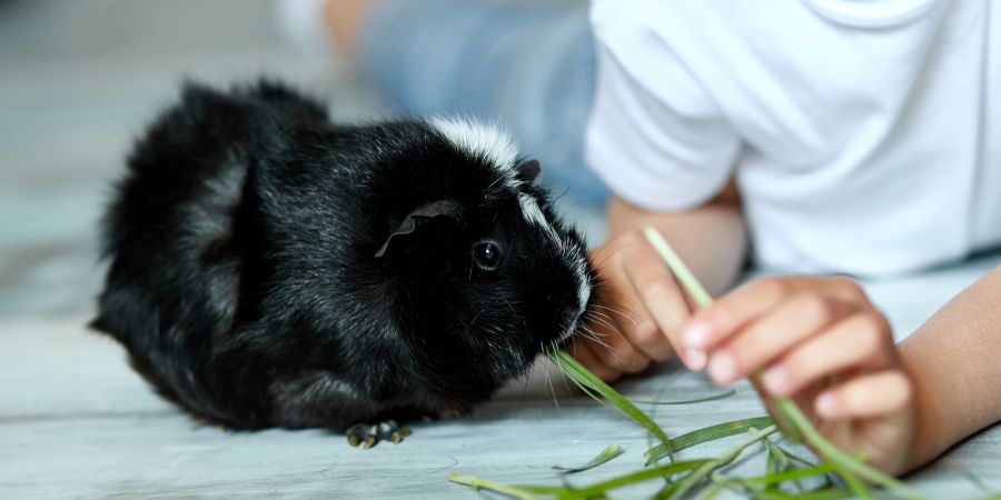 Meerschweinchen frisst