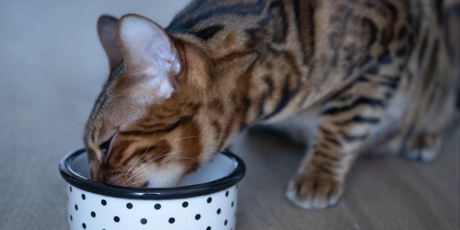 Zu hastiges Essen kann bei Katzen zu Erbrechen und Verdauungsproblemen führen.