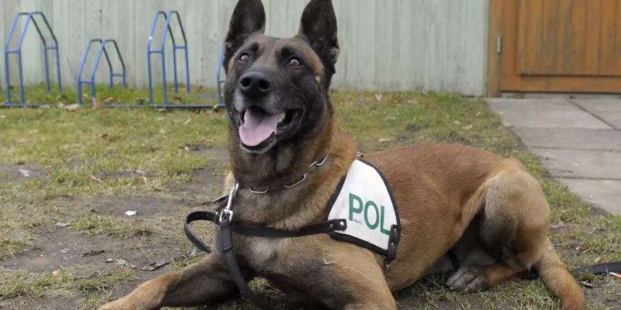 Hunde der deutschen Bundeswehr werden darauf trainiert, Personen zu entdecken, die sich mit dem Coronavirus angesteckt haben. (Archivbild).