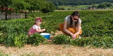 Erbeeren Matzendorf Ziegelhütte