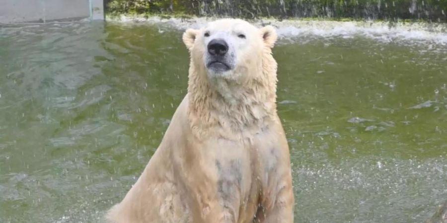 Vitus, einer von Deutschlands grössten Eisbären, lebt in Neumünster. Foto: Carsten Rehder/dpa