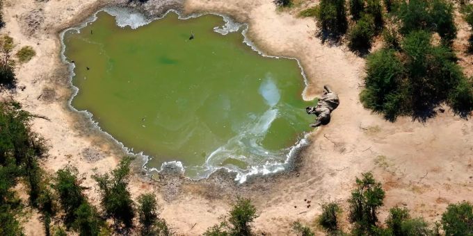 Im südafrikanischen Safari-Paradies Botsuana treibt ein mysteriöses Elefantensterben Tierschützer um. Elefanten in Botsuana