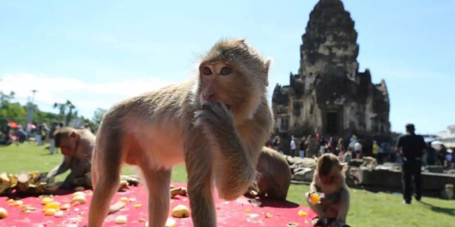 Längst sind die Affen in Lopburi den Einheimischen überdrüssig. Foto: Narong Sangnak/EPA/dpa