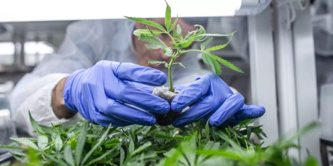 Gesetz geändert - Bundesrat vereinfacht Zugang zu Cannabis-Medis
