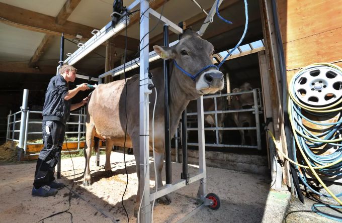 Tobias Guggemos, Kuhfitter und Landwirt, bietet Schönheitskuren für das Hausrind an. hausrind