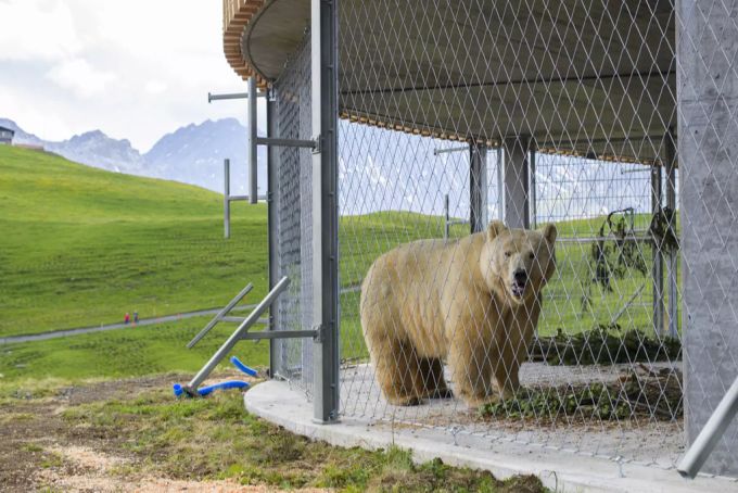 Bär Napa hat seine Winterruhe beendet. (Archivbild) winterruhe