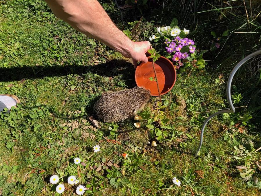 Der Igel, welcher eine Leserin im Garten fand, trank Wasser, blieb aber schwach.