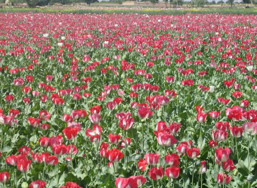 Ein Feld mit Schlafmohn in Afghanistan, dem Hauptanbaugebiet für Rohopium.