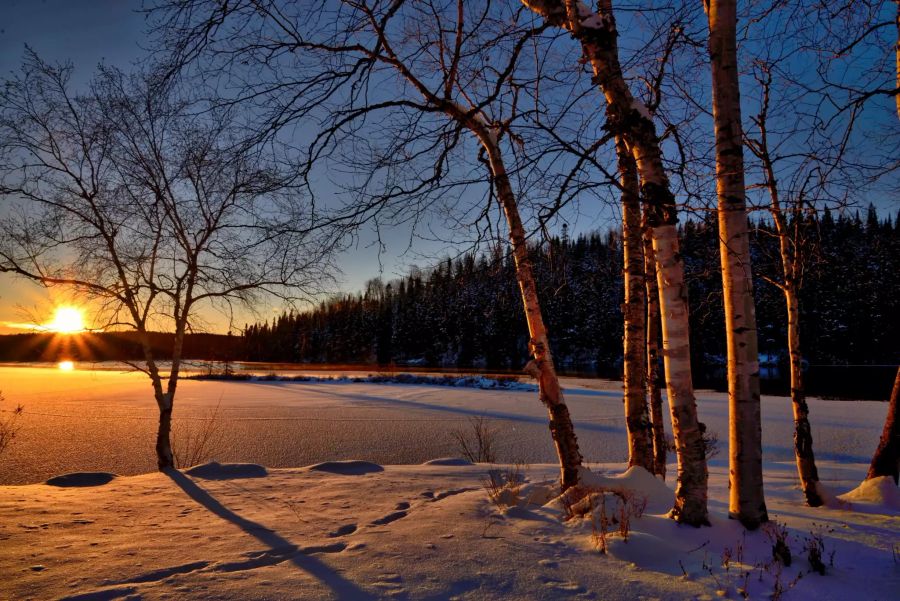 Birken Schnee Nadelwald Sonnenuntergang