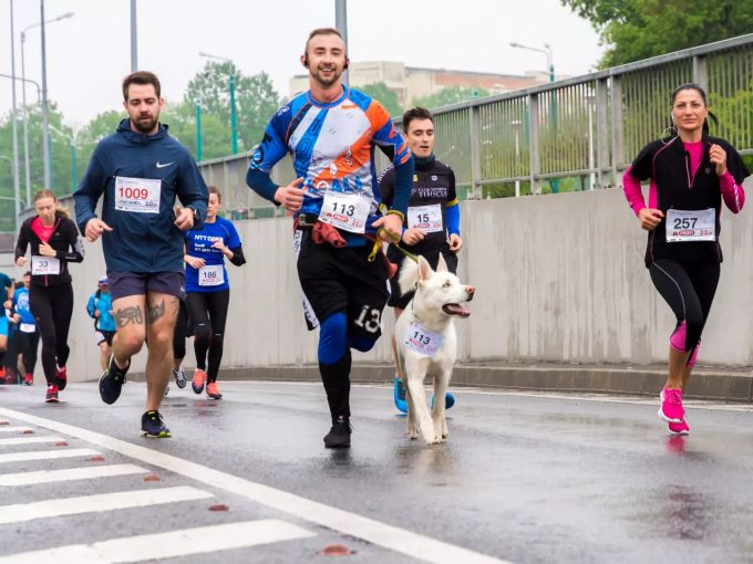 Hunde müssen auf die sportliche Belastung vorbereitet und trainiert werden. Hund rennt