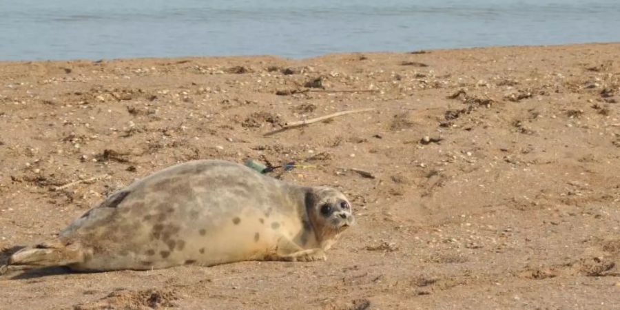 Eine Kaspische Robbe liegt an der russischen Küste des Kaspischen Meers. Tierschützer haben dort in den vergangenen Wochen die Bestände gezählt. Die Tierart ist stark gefährdet. Foto: NABU/dpa