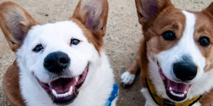 Nau liebt Tiere - Warum auch ältere Hunde eine Chance verdient haben