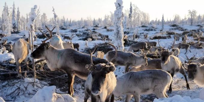 Viele in Lappland beheimatete Rentiere ziehen auf der Suche nach Nahrung immer häufiger weite Strecken in den Süden. Foto: Britta Pedersen/dpa-Zentralbild/dpa/Archivbild Viele in Lappland beheimatete Rentiere ziehen auf der Suche nach Nahrung immer häufiger weite Strecken in den Süden. Foto: Britta Pedersen/dpa-Zentralbild/dpa/Archivbild