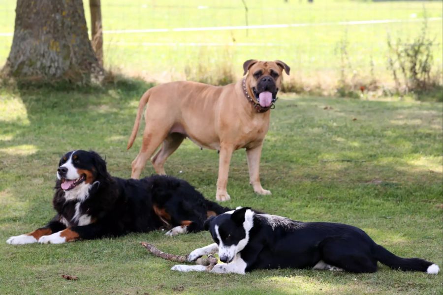 Drei Hunde auf Rasen