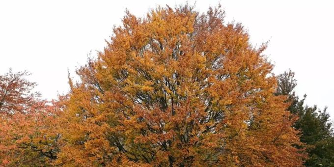 Die «Baum des Jahres - Dr. Silvius Wodarz Stiftung» hat die Rotbuche zum Baum des Jahres 2022 gekürt. Foto: Swen Pförtner/dpa Die «Baum des Jahres - Dr. Silvius Wodarz Stiftung» hat die Rotbuche zum Baum des Jahres 2022 gekürt. Foto: Swen Pförtner/dpa