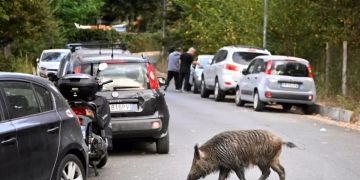 Wildschwein