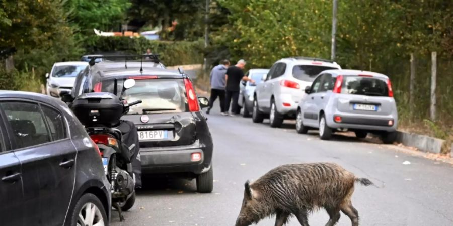 Wildschwein