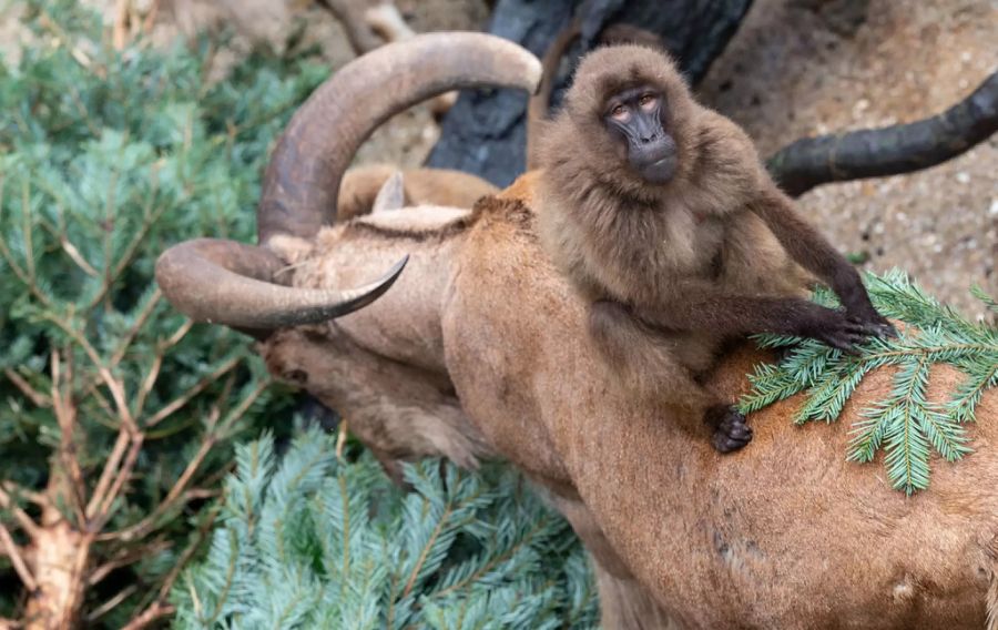 Ein Mähnenspringer und ein Pavian im Zoo Stuttgart teilen sich einen Weihnachtsbaum.