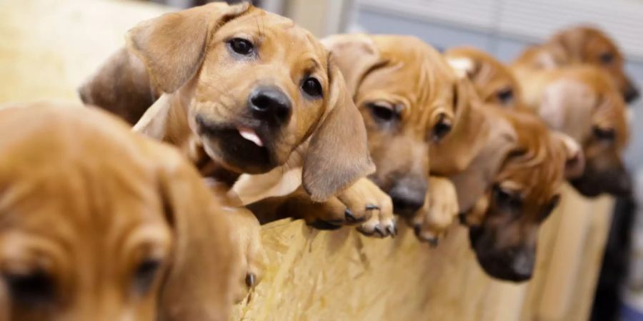 Rhodesian-Ridgeback