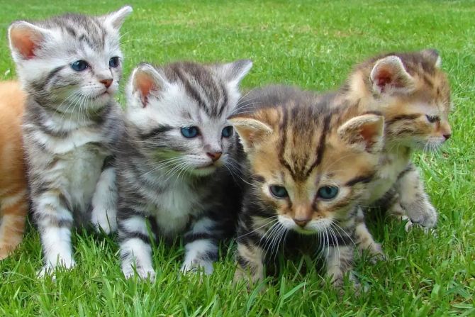 Katzenbabys
