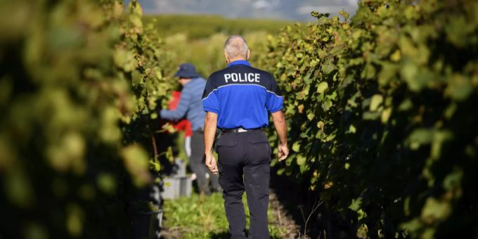 Ein Polizist inspiziert den Diebstahl von Weintrauben in Chamoson VS. Traubendiebe