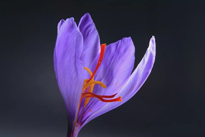 Das Gewürz Safran stammt aus den orangefarbenen Fäden dieser Blüte. Safranblüte geöffnet